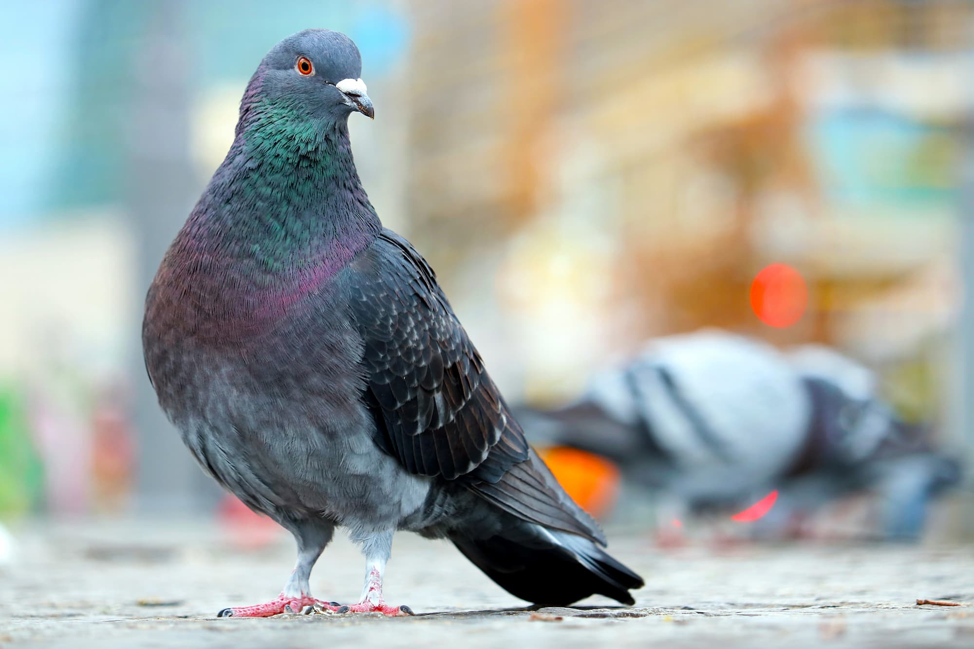 Experts anti-nuisibles pour les pigeons, fouines, ragondins, renards à côté de Strasbourg et Molsheim Illkirch-Graffenstaden