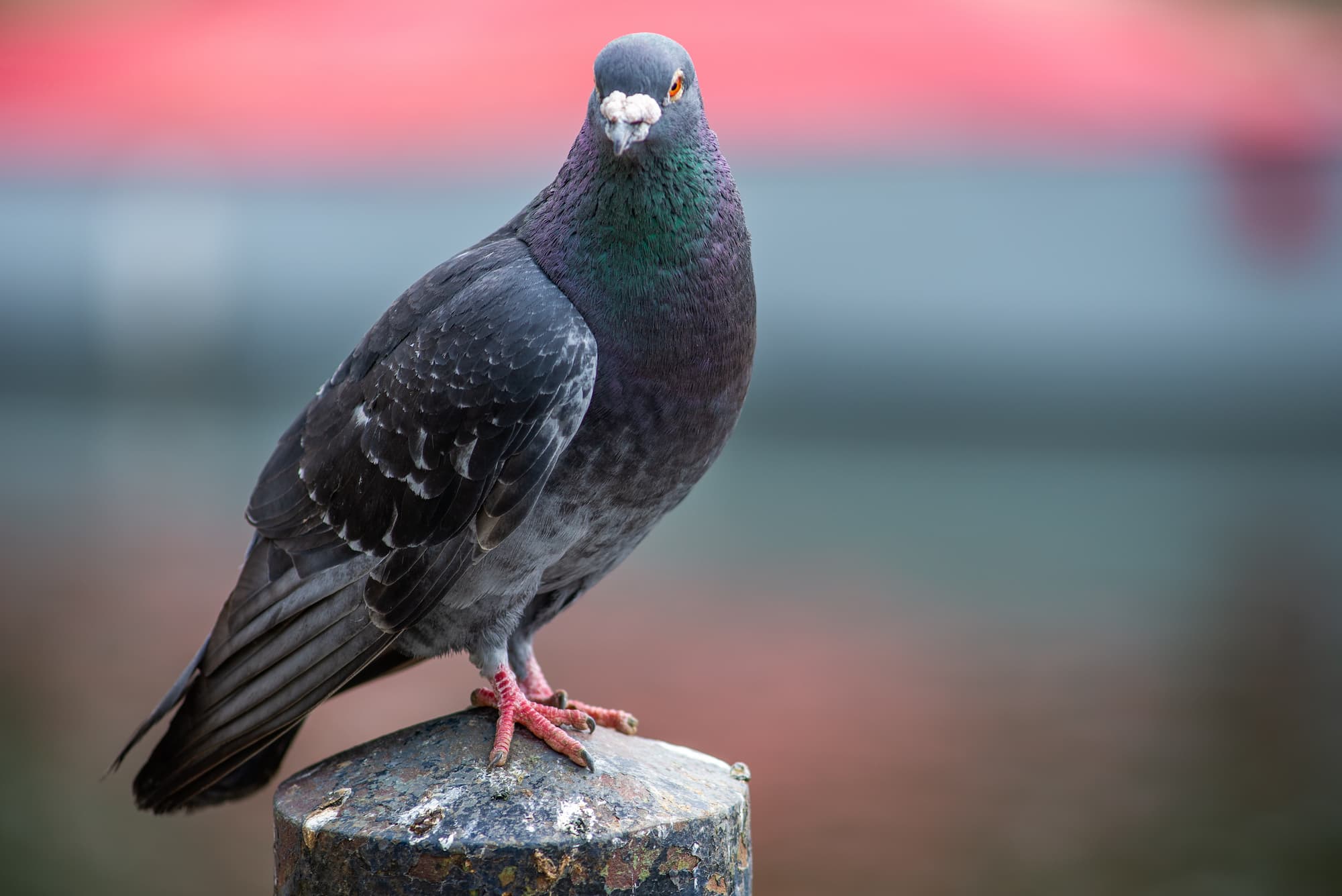 Experts anti-nuisibles pour les pigeons, fouines, ragondins, renards à côté de Strasbourg et Molsheim Ostwald 1