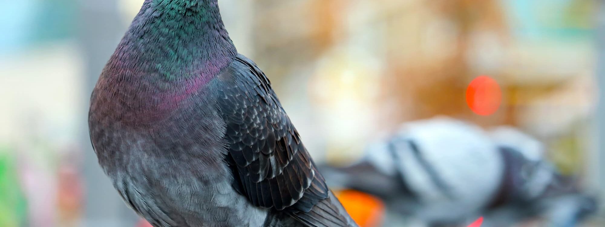 Experts anti-nuisibles pour les pigeons, fouines, ragondins, renards à côté de Strasbourg et Molsheim Illkirch-Graffenstaden