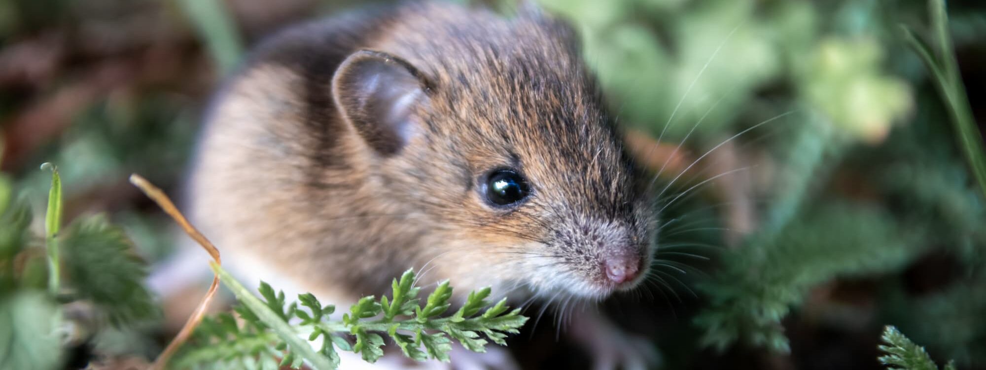 Experts anti-nuisibles pour la lutte contre les rongeurs à proximité de Strasbourg et Brumath Sélestat